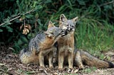 FOXFAX: Five Facts About the World’s Most Adorable Foxes