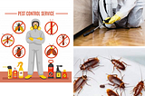 Effective pest control methods used by professionals in Delhi