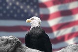 Bald Eagle & American Flag