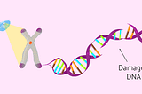 EMF: Sperm DNA Damage & Fragmentation