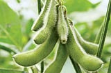 New Soybean Varieties for Improved Productivity