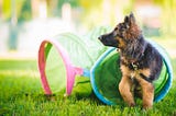 Is Dog Training Too Expensive?