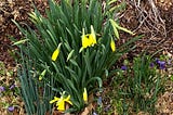 Winter Blooms?