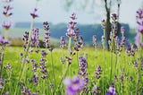 Creating a Meaningful Life at Midlife