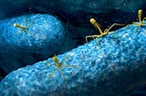 Phage Therapy: The Future of the Medical World