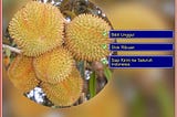 Grosir Bibit Durian Matahari Rembang