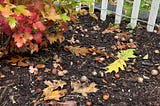 In the left-hand corner is part of a colorful shrub. A white picket fence is behind it. The foreground is soil littered with leaves and acorns.