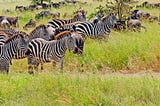 The Zebra and the Lion
