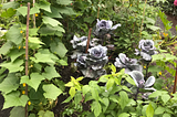 The Summer Garden’s Wise Chaos