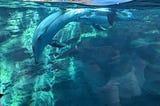 Osaka Aquarium Kaiyukan: A Day of Wonder and Discovery