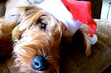 A mobile app is not just for Christmas