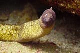 I Have a Publishing Deal with a Publishing Eel