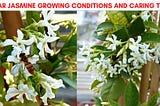 Star Jasmine Growing Conditions and Caring Tips (Learn From My Experience)