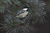 Coal Tit — not so black-and-white