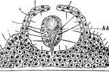 The Biophysics of Paradigm Change