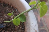 Growing Heart-leaved moonseed/ Tinospora cordifolia/ Seenthil Kodi from a cutting