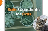 A Beginner’s Guide to Safe Succulents for Cats