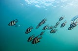 A school of fish swimming downward together