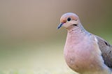 The Mourning Dove