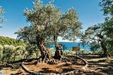 The summer of olive oil and pine trees