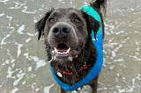 A wet, fluffy grey dog wears a blue life jacket as he stands in shallow water. He has a happy, open-mouthed expression as he looks at the camera.