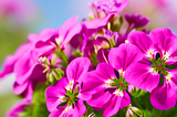 Do geraniums like sun or shade?