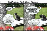 Budleigh vs Godzilla vs Chance