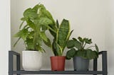 5 Ways Looking After Houseplants Changed My Life