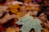 Dew-kissed green leaf on a bed of autumn colors.