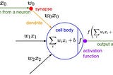 Single neuron structure. source wiki.tum.de