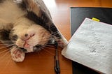 Cat next to a note book