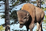 a bison wandering through yellowstone