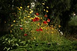 Ditch the Mower, Find the Wonder! 🌿 Your Guide to a Wild(ish) Lawn