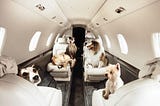 Pet Friendly Private Jet Charter