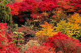 Autumn colors at Kiyomizu-dera Temple in Kyoto, Japan