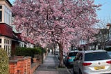 A big pink cherry blossom tree on a suburban street