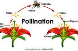 The Effect of Pollinators on Agriculture