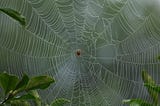 Spiders tune the strings of their webs, building sonic sensor networks