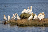 Birdwatching Paradise: Discover the Beauty and Biodiversity of Djoudj National Bird Sanctuary in…