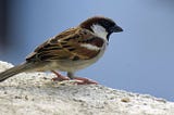 Four Myths about Sparrows, the Birds We Love to Hate