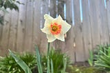 A creamy white daffodil with an orange center blooming in our garden near a wooden fence.