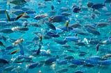 My Life Is Becoming a Fish Story