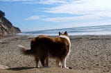 Dogs on the Beach Pictures