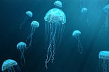 Fun facts about Jelly Fish