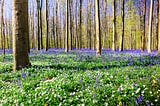 Warum Organisationen wie Wälder organisiert sein sollten. Ein kleiner Einblick!