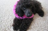 Black small dog, with pink boa sitting on cream colored carpet.