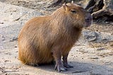 API Client Gem Testing With Rspec and Capybara