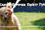 Canine Summer Safety Tips