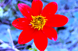 A red and gold flower from the forests of Oaxaca, Mexico, psychedelically enhanced.