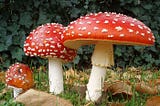 Road Tripping: Amanita Muscaria Mushroom Gummies Review